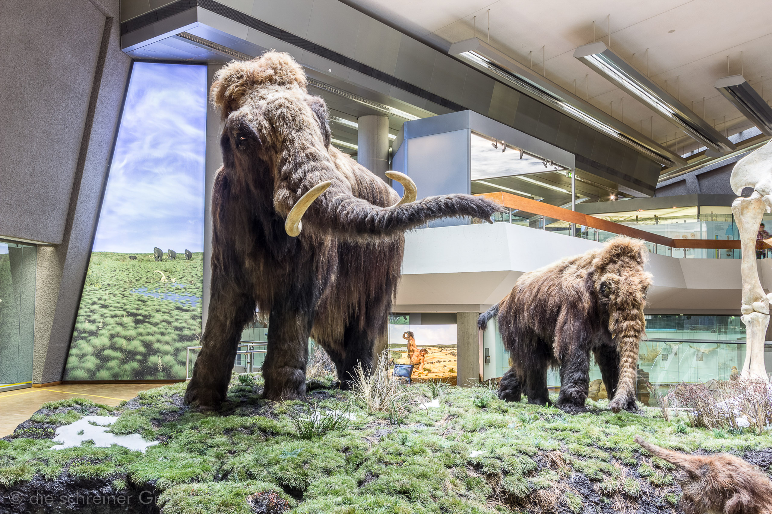 Naturkundemuseum Stuttgart